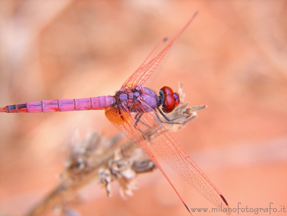 Otranto (Lecce) - Maschio di Trithemis annulata